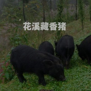 藏香猪养殖基地监控系统
