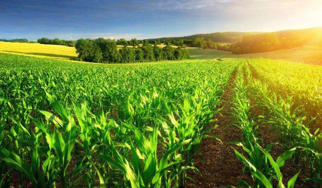 智能化农业依靠可视化农业直播平台发展更快速
