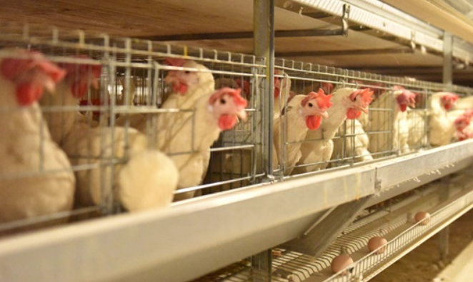智能家禽养殖系统实现可视化远程管理