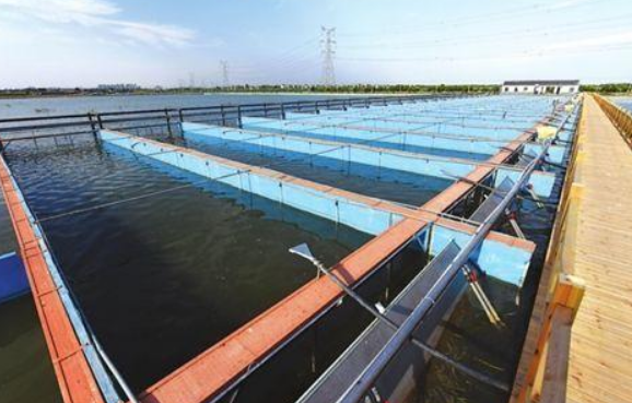 现代农业池塘循环水养殖技术
