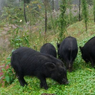 藏香猪养殖基地农业物联网监控系统