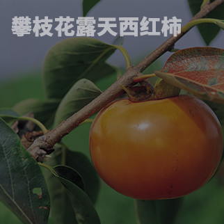 西红柿农业基地可视视频监控直播软件